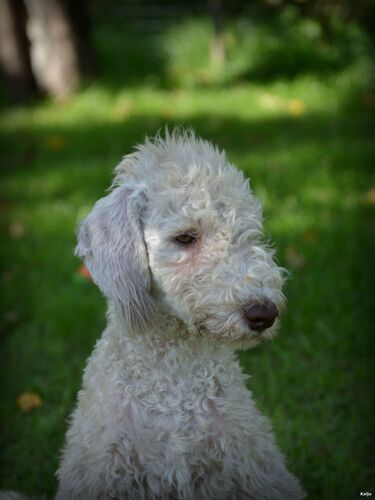 Bedlington puppies for sale
