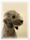 Puppy Bedlington. Portrait