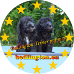 Sale Puppy Bedlington terrier
