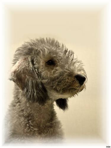 Puppy Bedlington. Portrait