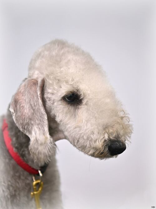 Narva Dog Show
