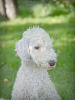 голубой кобель