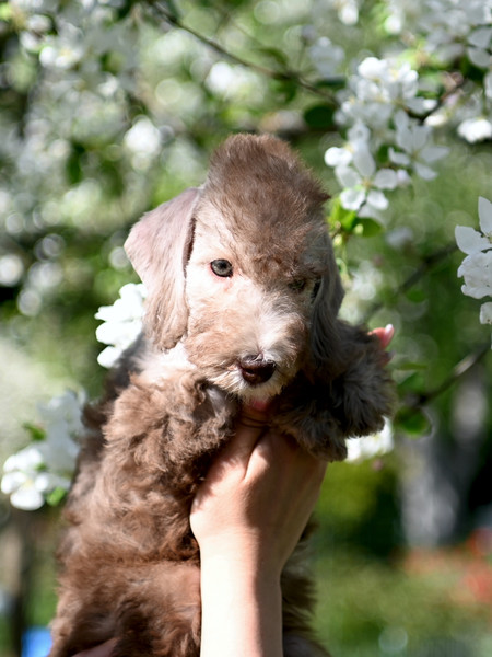 Puppy Bedlington terrier