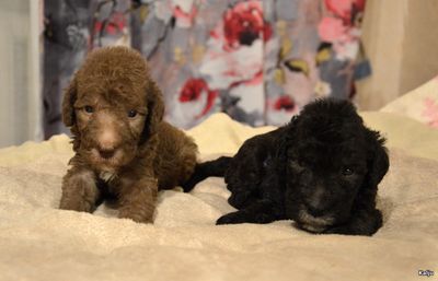 Bedlington puppies