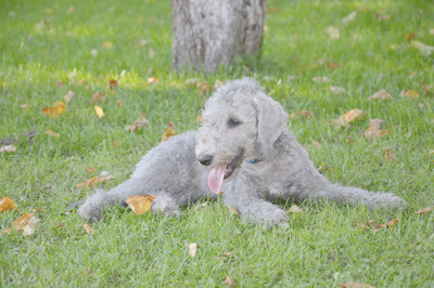 голубой кобель