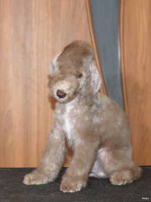 Puppy Bedlington terrier